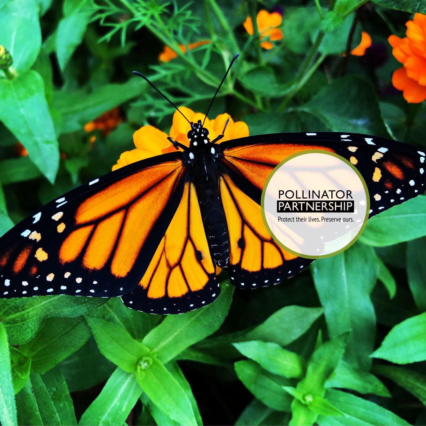 Pollinator Partnership logo - Supporting pollinator health and ecosystems through conservation, education, and research.